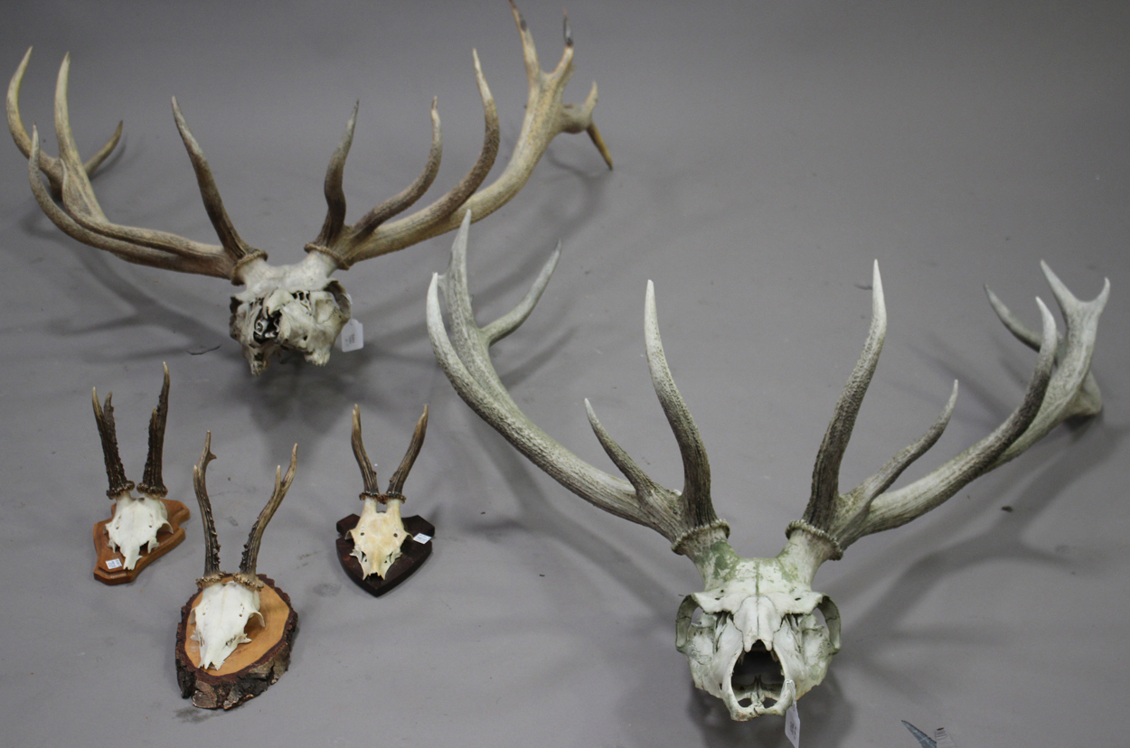 Two Pairs Of Stag Antlers With Attached Skull Sections Together With   2727 