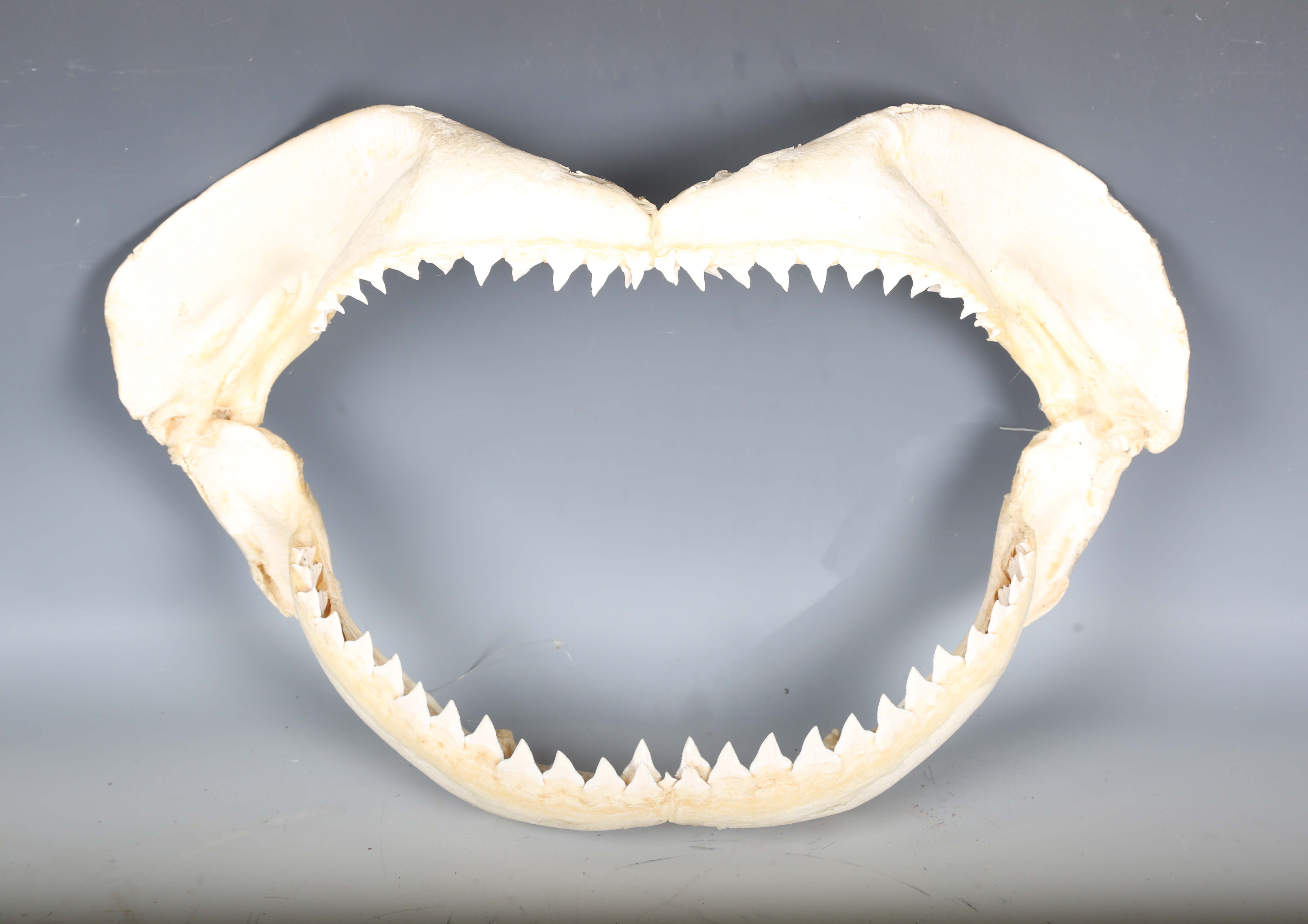 A bull shark jaw specimen, width 55cm.